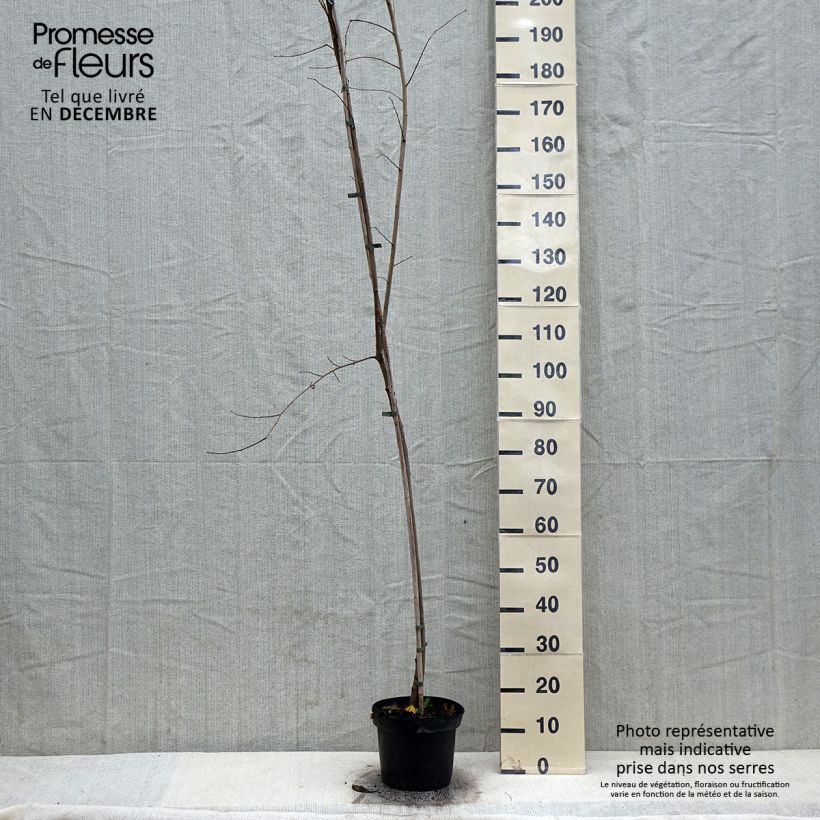 Ulmus minor Argenteovariegata - Orme champêtre panaché - Pot de 4L/5L Ejemplar entregado en invierno