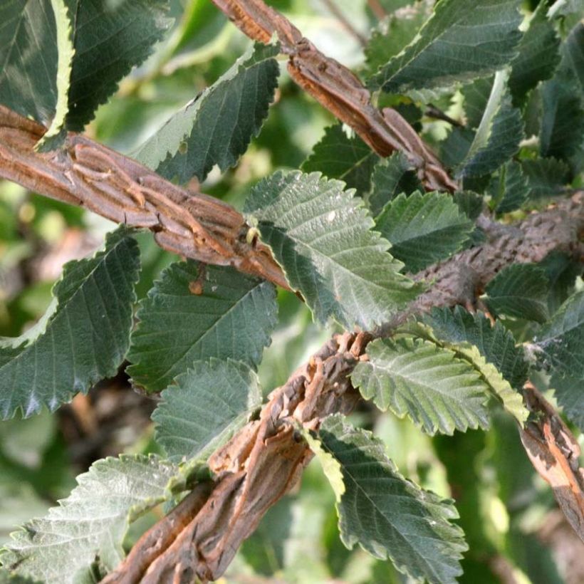 Ulmus minor suberosa - Olmo (Follaje)