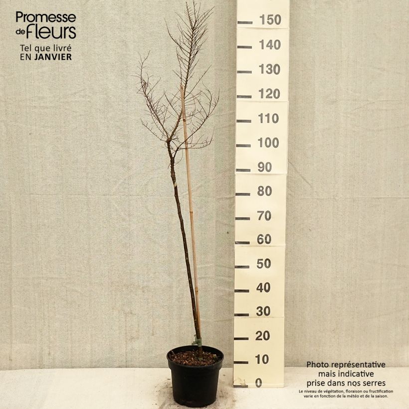 Ulmus parvifolia Seiju - Orme de Chine - Pot de 4L/5L Ejemplar entregado en invierno