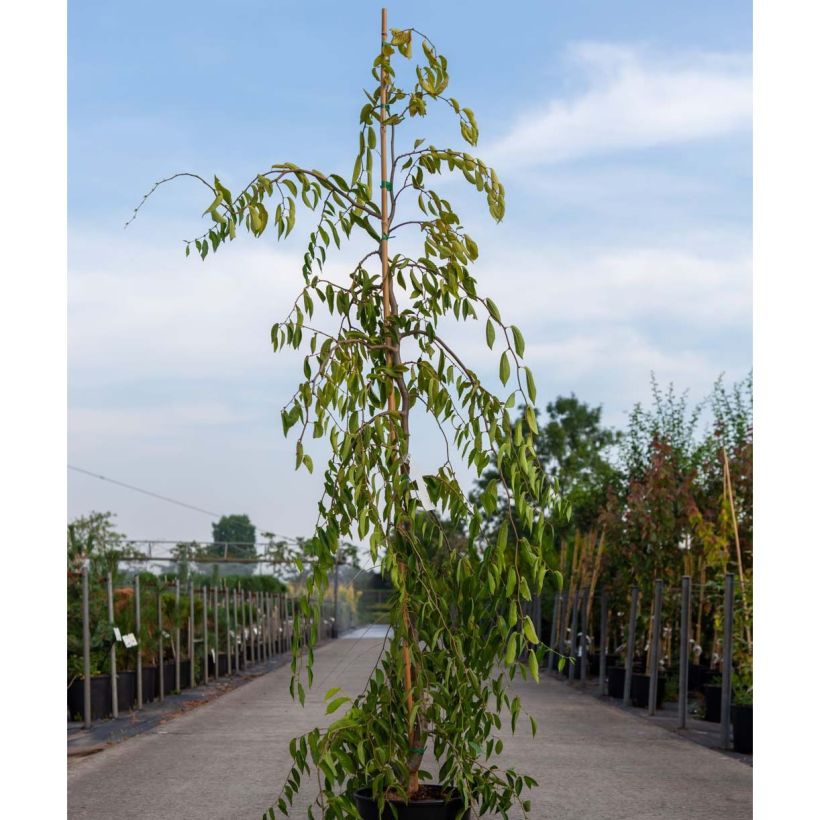 Ulmus glabra var. Pendula Mauro - Olmo (Porte)