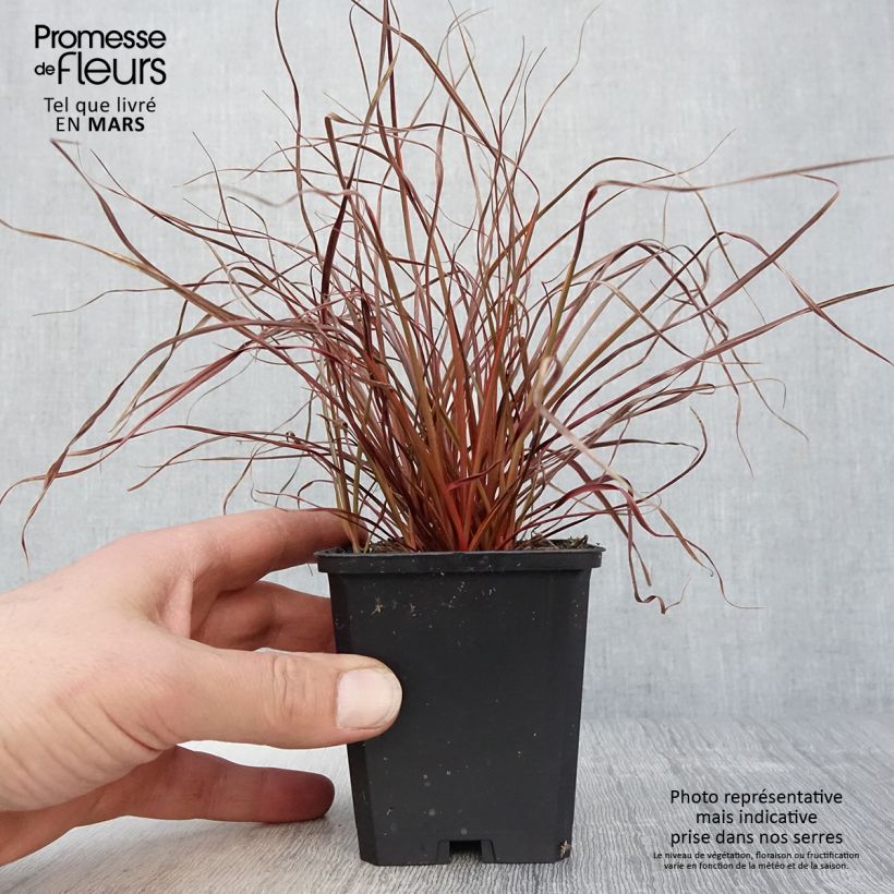 Uncinia rubra Everflame - Godet de 8/9cm Ejemplar entregado en la primavera