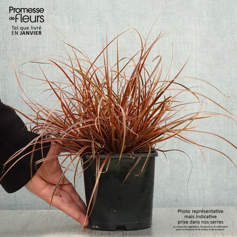 Uncinia rubra Everflame - Pot de 2L/3L Ejemplar entregado en invierno