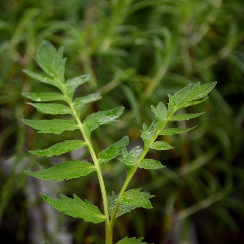 Valeriana común - Valeriana officinalis (Follaje)