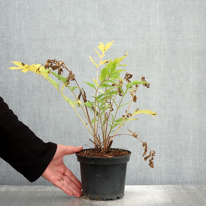 Ejemplar de Valériane officinale Pot de 2L/3L entregado en otoño