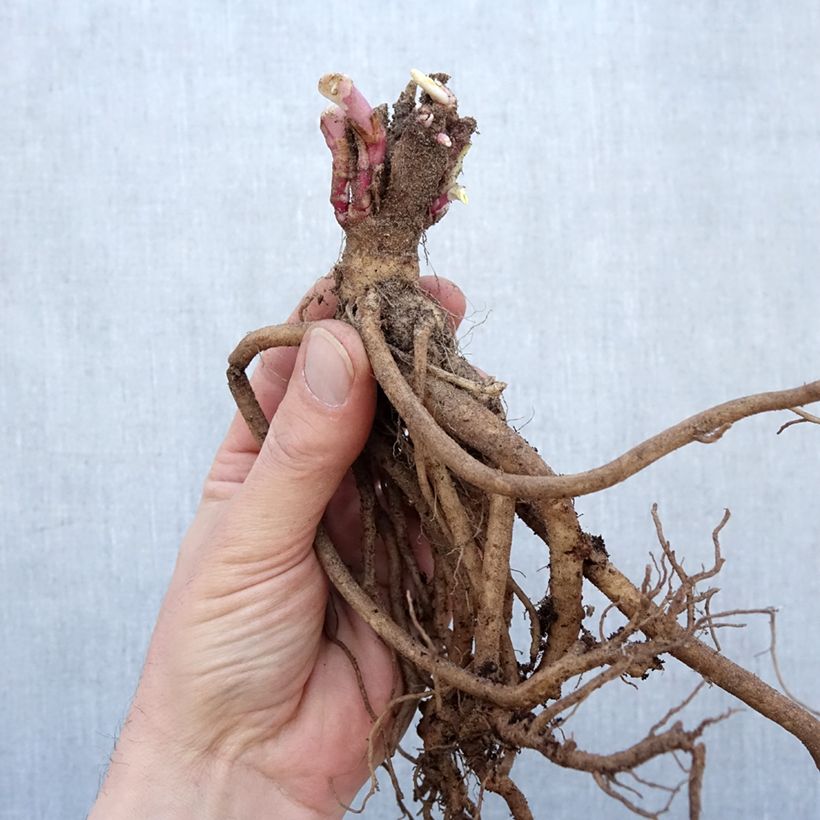 Centranthus ruber Coccineus - Hierba de San Jorge Raíces desnudas Ejemplar entregado en invierno