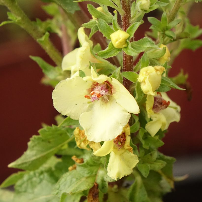 Verbascum Cotswold Queen (Floración)