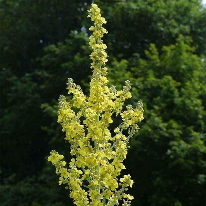 Verbascum olympicum - Gordolobo olímpico (Floración)