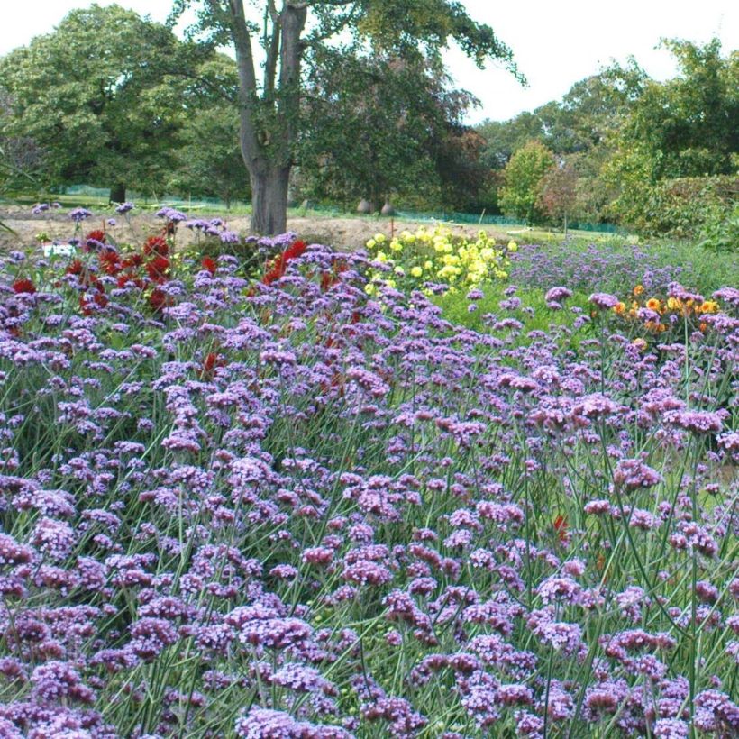 Hierba mora - Verbena bonariensis (Floración)