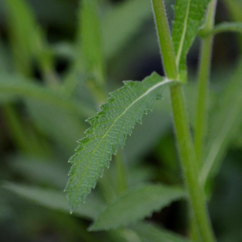 Hierba mora - Verbena bonariensis (Follaje)