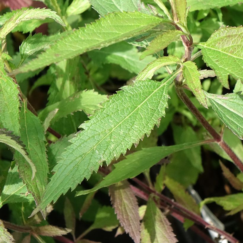 Verbena hastata Blue Spires (Follaje)