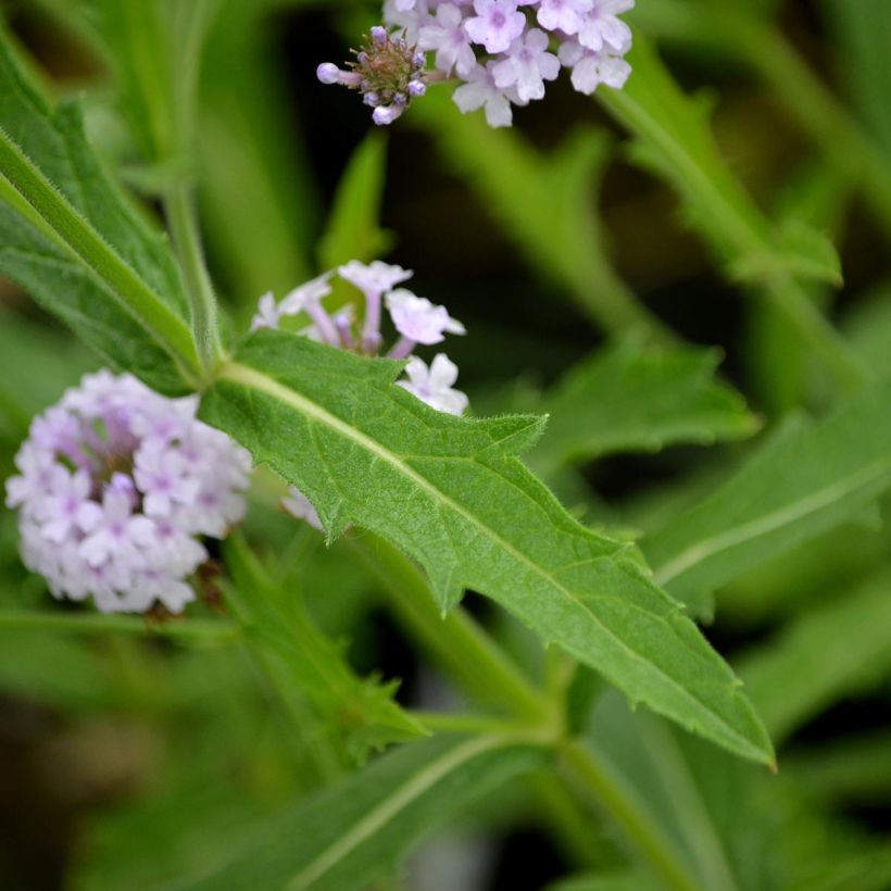 Verbena rigida Polaris - Verbena rígida (Follaje)