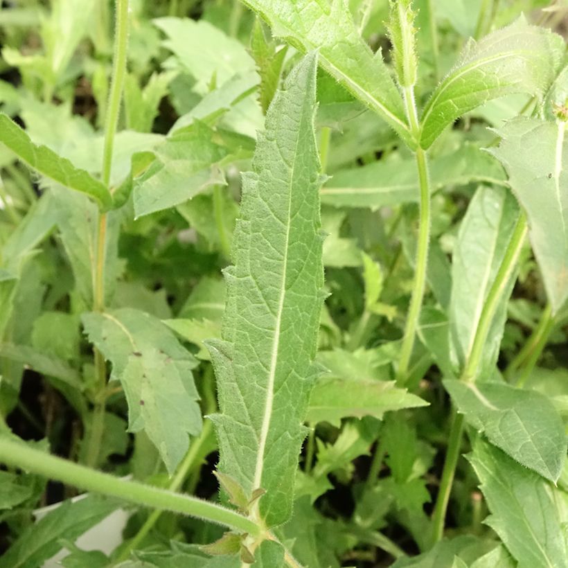 Verbena rigida Venosa (Follaje)