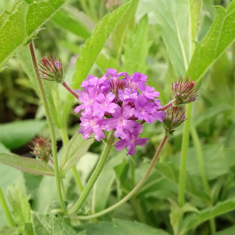 Verbena rigida Venosa (Floración)