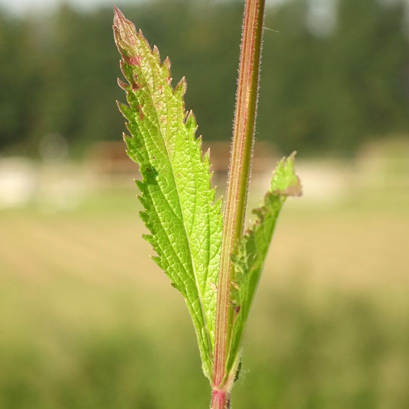 Verbena Lavender Spires (Follaje)