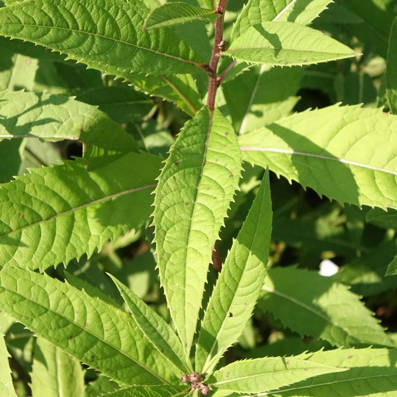 Vernonia arkansana (Follaje)