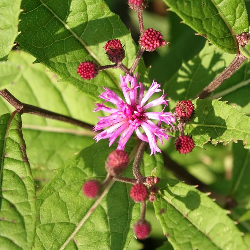 Vernonia arkansana (Floración)