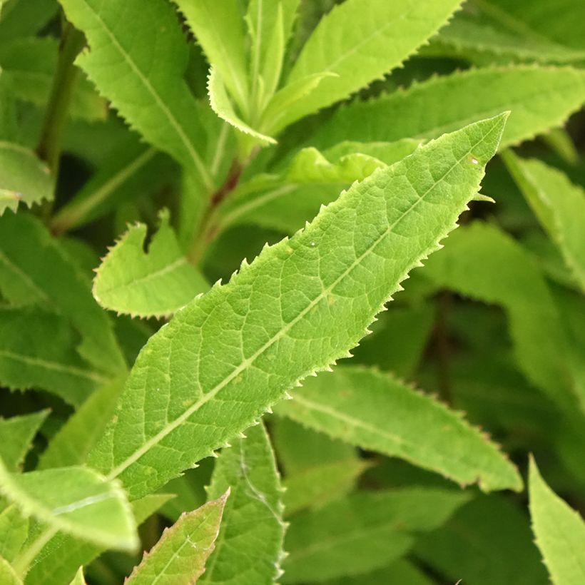 Vernonia crinita Vernonia crinita (Follaje)