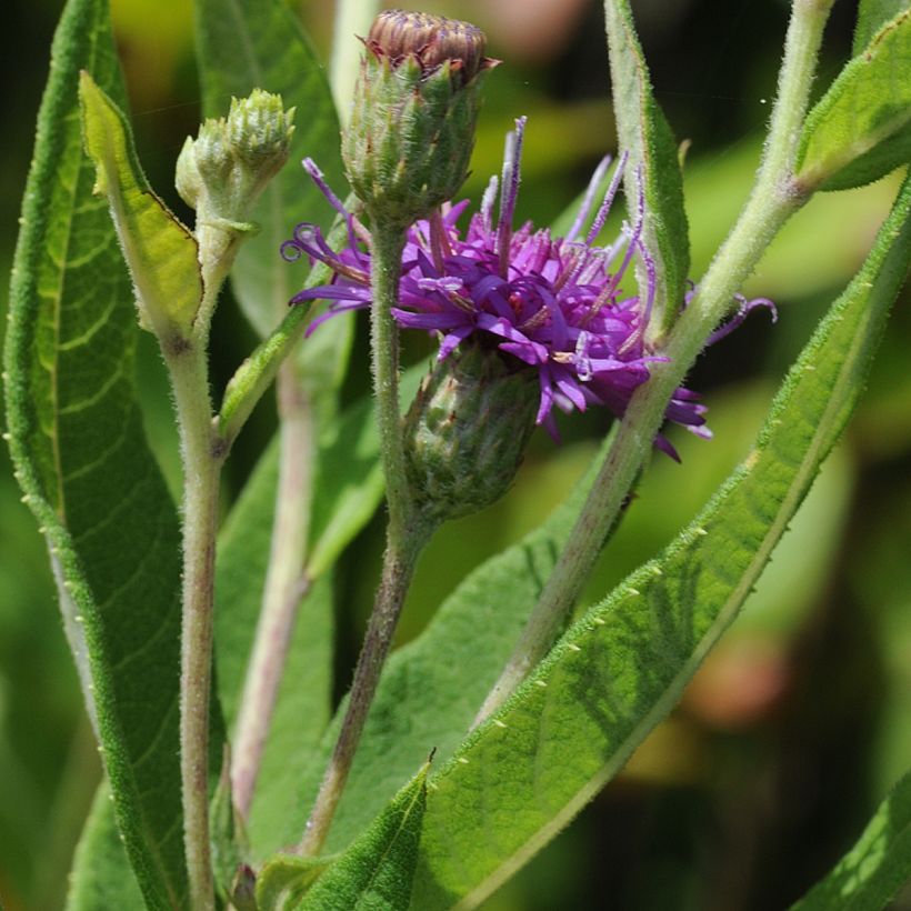 Vernonia gigantea (Follaje)