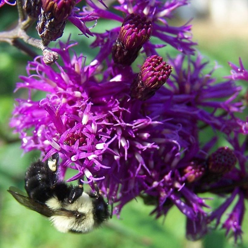 Vernonia gigantea (Floración)