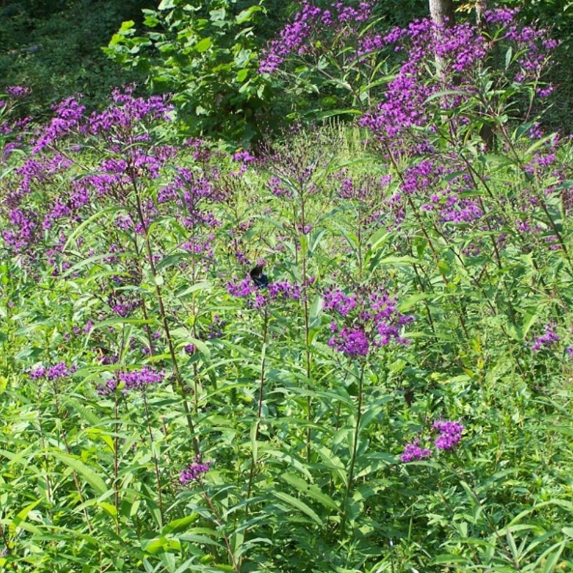 Vernonia gigantea (Porte)