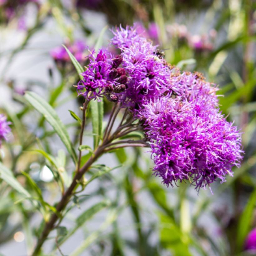 Vernonia lettermannii (Floración)