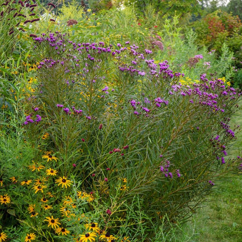 Vernonia lettermannii (Porte)