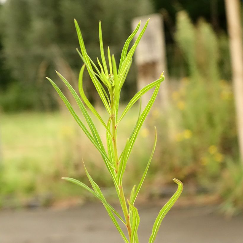 Vernonia lettermannii (Follaje)