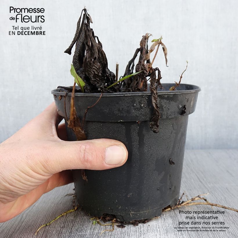 Ejemplar de Vernonia noveboracensis White Lightning en pot de 2L/3L entregado en otoño