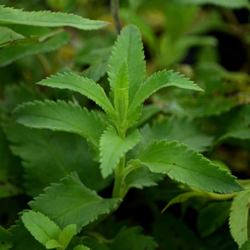 Veronica longifolia - Verónica de hojas largas (Follaje)