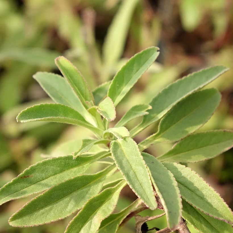 Veronica spicata Erika - Verónica espigada (Follaje)