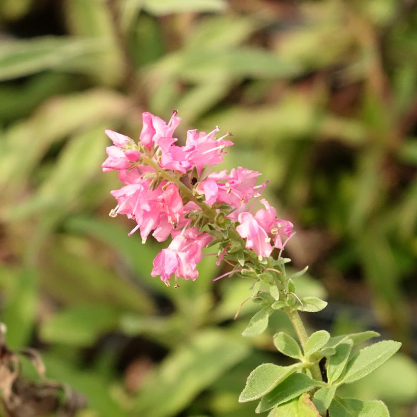 Veronica spicata Erika - Verónica espigada (Floración)