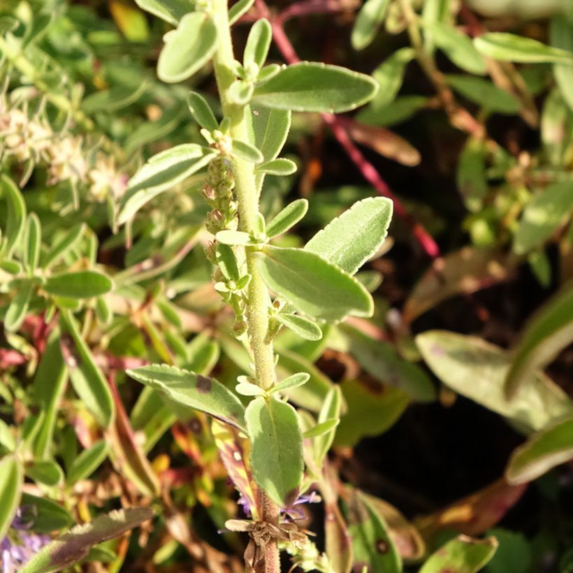 Veronica spicata Nana Blue - Verónica espigada (Follaje)