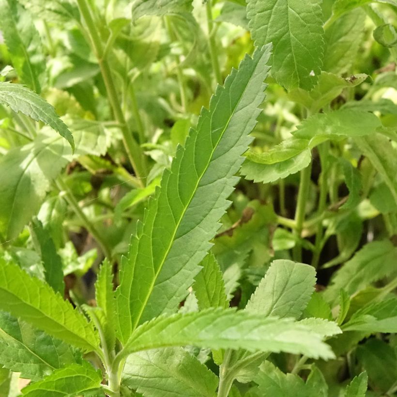 Veronica spicata Rotfuchs - Verónica espigada (Follaje)