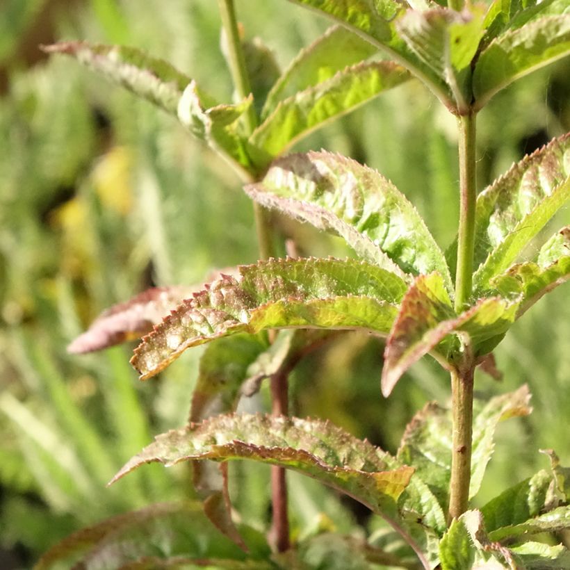 Veronicastrum virginicum Cupid (Follaje)