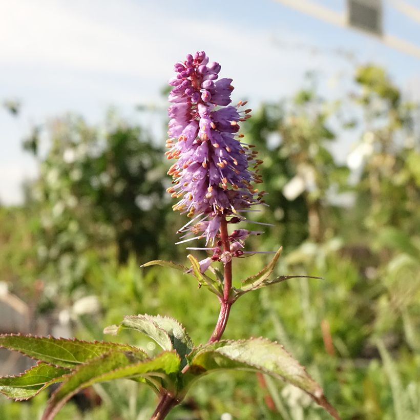 Veronicastrum virginicum Cupid (Floración)