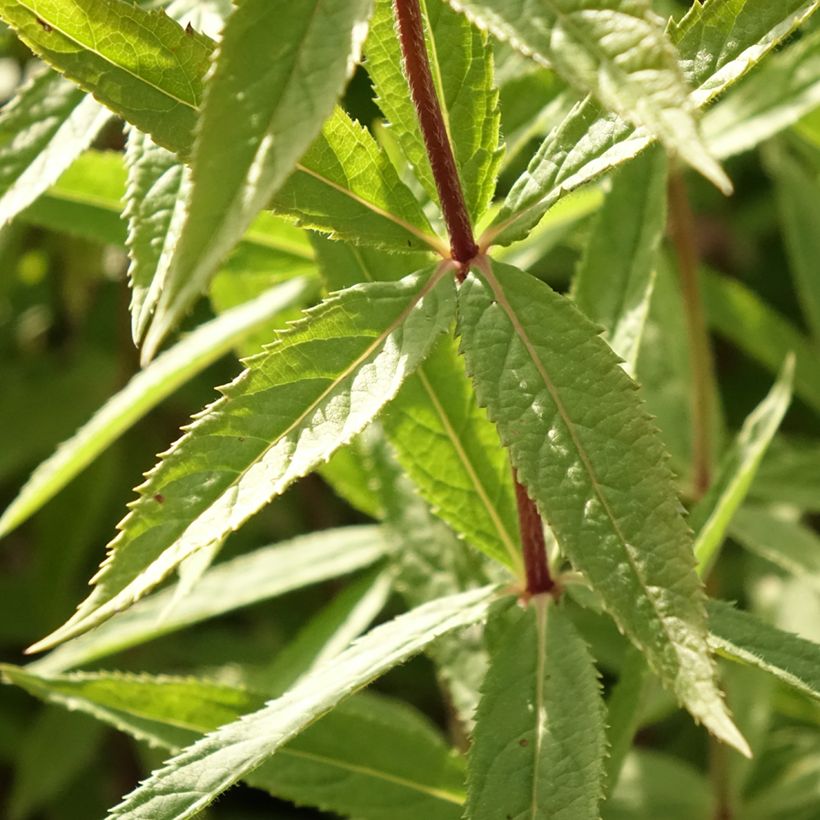 Veronicastrum virginicum Diane (Follaje)