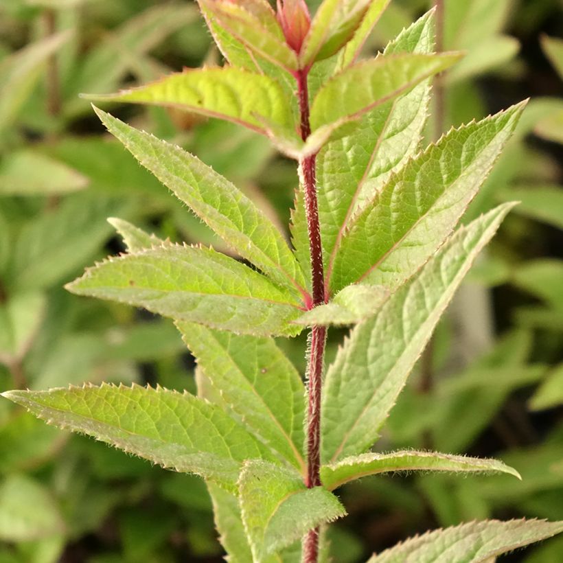 Veronicastrum virginicum Kleine Erika (Follaje)