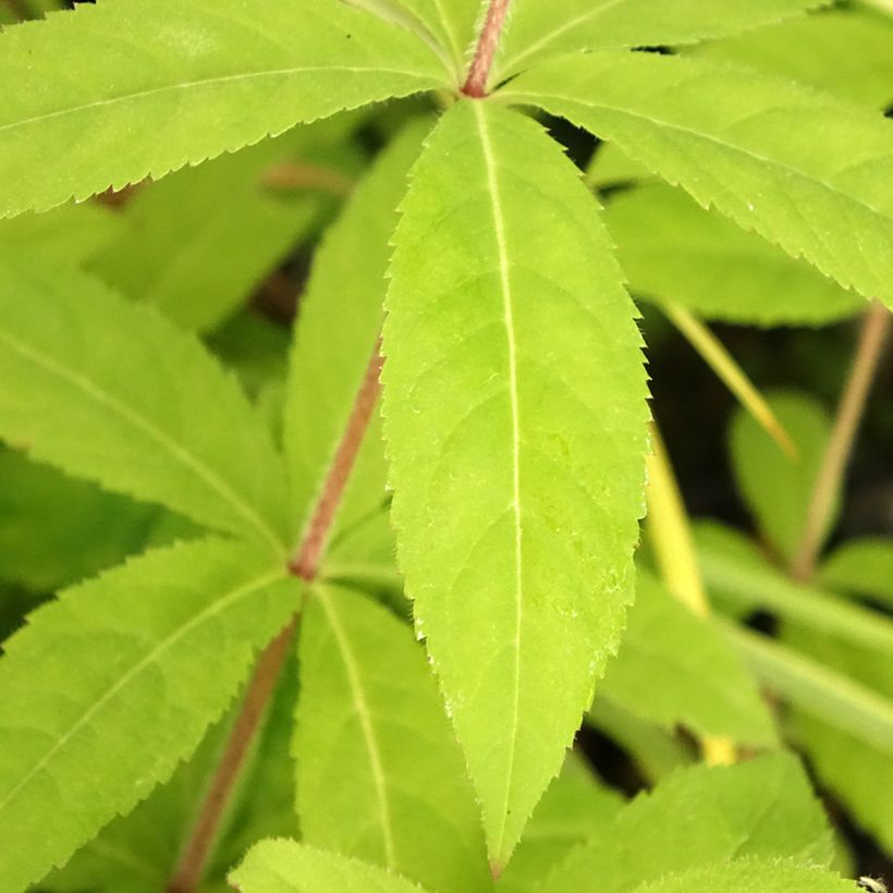 Veronicastrum virginicum Temptation (Follaje)