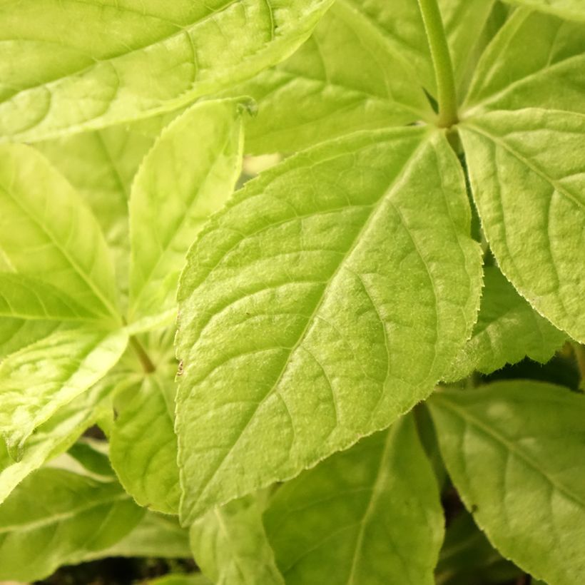 Veronicastrum virginicum Apollo (Follaje)