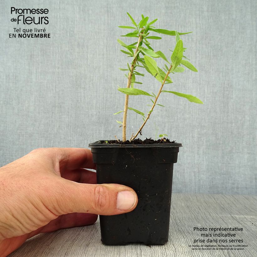 Ejemplar de Verveine d'Argentine - Aloysia polystachya BIO Godet de 7/8 cm entregado en otoño