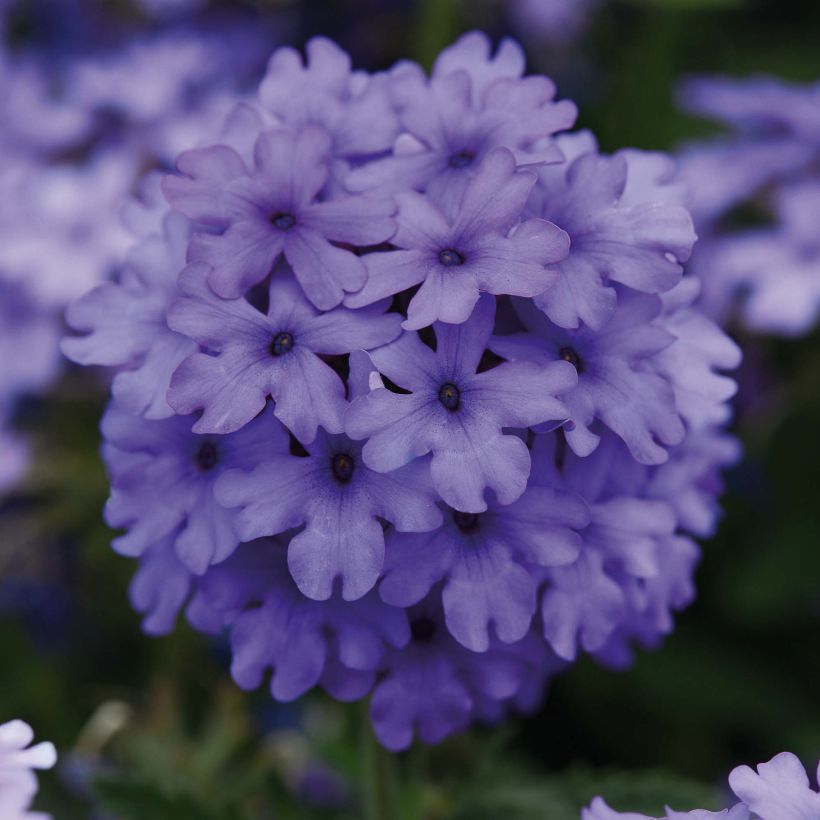 Verbena Endurascape Blue Imp (Floración)