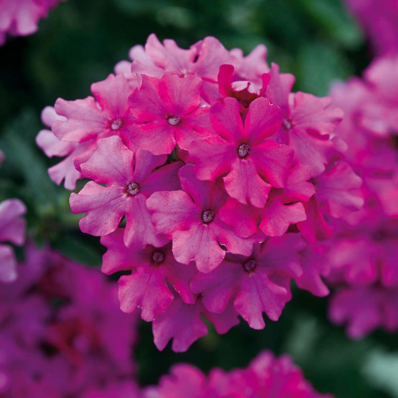 Verbena Endurascape Magenta (Floración)