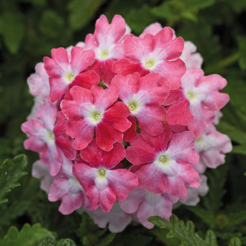 Verbena Endurascape Pink Fizz (Floración)