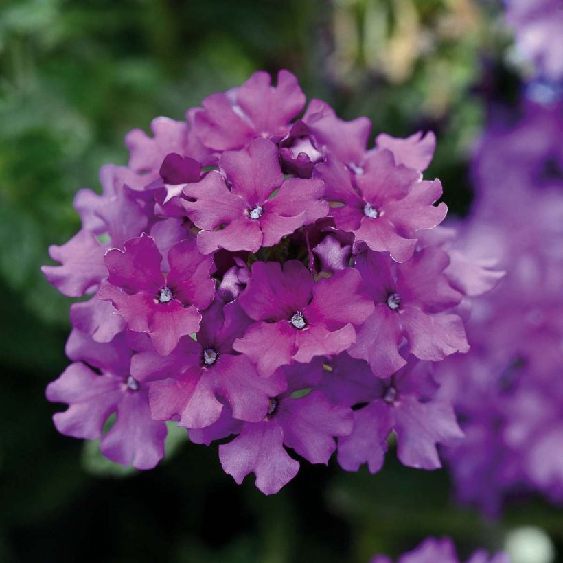 Verbena Endurascape Purple Imp (Floración)