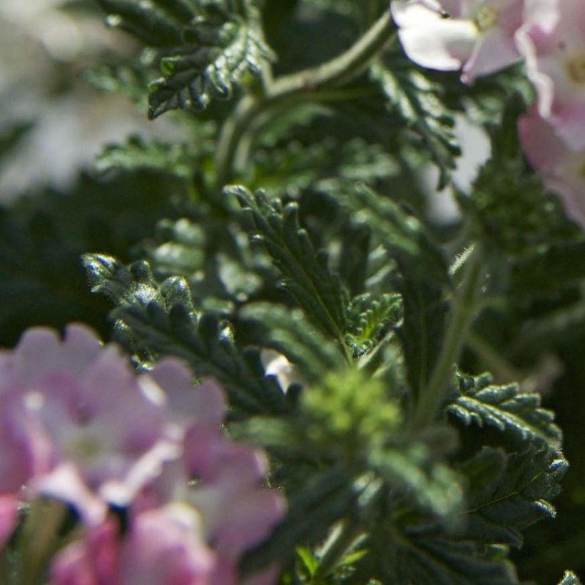 Verbena Estrella Pink Ballet (Follaje)