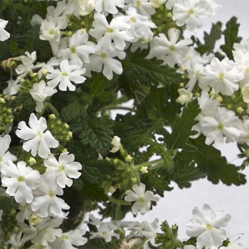 Verbena Virgo White (Follaje)