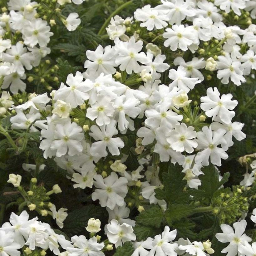 Verbena Virgo White (Floración)