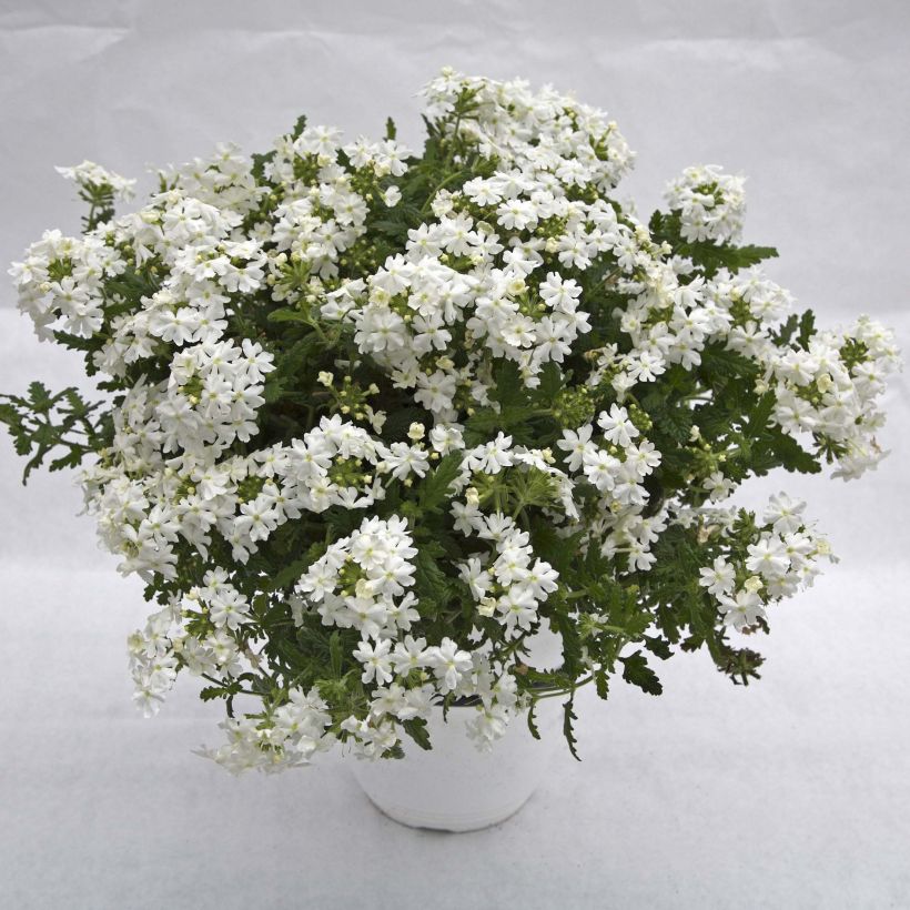 Verbena Virgo White (Porte)