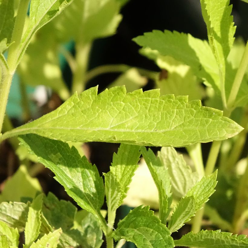 Verbena hastata White Spires (Follaje)