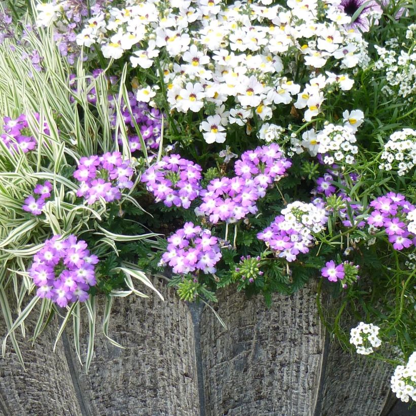 Verbena Lavender White (Porte)